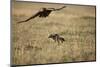 Blackbacked Jackal Chasing Tawny Eagle Near Wildebeest Kill-Paul Souders-Mounted Premium Photographic Print