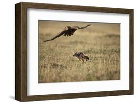 Blackbacked Jackal Chasing Tawny Eagle Near Wildebeest Kill-Paul Souders-Framed Photographic Print