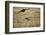 Blackbacked Jackal Chasing Tawny Eagle Near Wildebeest Kill-Paul Souders-Framed Photographic Print