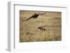 Blackbacked Jackal Chasing Tawny Eagle Near Wildebeest Kill-Paul Souders-Framed Photographic Print