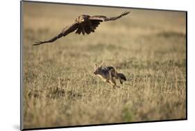 Blackbacked Jackal Chasing Tawny Eagle Near Wildebeest Kill-Paul Souders-Mounted Photographic Print