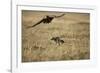 Blackbacked Jackal Chasing Tawny Eagle Near Wildebeest Kill-Paul Souders-Framed Photographic Print