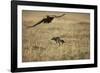 Blackbacked Jackal Chasing Tawny Eagle Near Wildebeest Kill-Paul Souders-Framed Photographic Print