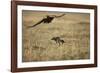 Blackbacked Jackal Chasing Tawny Eagle Near Wildebeest Kill-Paul Souders-Framed Photographic Print