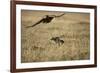 Blackbacked Jackal Chasing Tawny Eagle Near Wildebeest Kill-Paul Souders-Framed Photographic Print