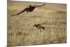 Blackbacked Jackal Chasing Tawny Eagle Near Wildebeest Kill-Paul Souders-Mounted Photographic Print