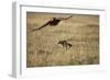 Blackbacked Jackal Chasing Tawny Eagle Near Wildebeest Kill-Paul Souders-Framed Photographic Print
