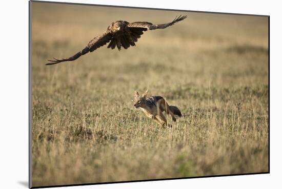 Blackbacked Jackal Chasing Tawny Eagle Near Wildebeest Kill-Paul Souders-Mounted Photographic Print