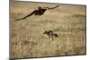 Blackbacked Jackal Chasing Tawny Eagle Near Wildebeest Kill-Paul Souders-Mounted Photographic Print