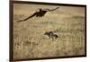 Blackbacked Jackal Chasing Tawny Eagle Near Wildebeest Kill-Paul Souders-Framed Photographic Print