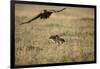 Blackbacked Jackal Chasing Tawny Eagle Near Wildebeest Kill-Paul Souders-Framed Photographic Print