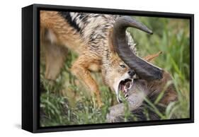 Blackbacked Jackal Feeding in Kgalagadi Transfrontier Park-null-Framed Stretched Canvas