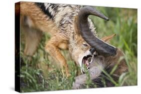 Blackbacked Jackal Feeding in Kgalagadi Transfrontier Park-null-Stretched Canvas