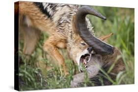 Blackbacked Jackal Feeding in Kgalagadi Transfrontier Park-null-Stretched Canvas