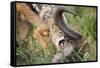 Blackbacked Jackal Feeding in Kgalagadi Transfrontier Park-null-Framed Stretched Canvas