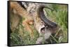 Blackbacked Jackal Feeding in Kgalagadi Transfrontier Park-null-Framed Stretched Canvas