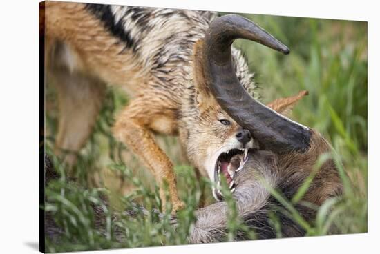 Blackbacked Jackal Feeding in Kgalagadi Transfrontier Park-null-Stretched Canvas