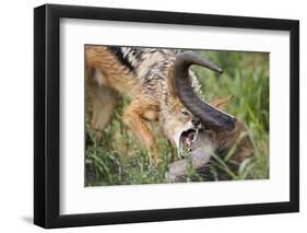 Blackbacked Jackal Feeding in Kgalagadi Transfrontier Park-null-Framed Premium Photographic Print