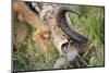 Blackbacked Jackal Feeding in Kgalagadi Transfrontier Park-null-Mounted Premium Photographic Print