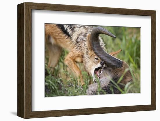 Blackbacked Jackal Feeding in Kgalagadi Transfrontier Park-null-Framed Photographic Print