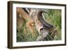 Blackbacked Jackal Feeding in Kgalagadi Transfrontier Park-null-Framed Photographic Print