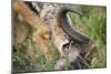 Blackbacked Jackal Feeding in Kgalagadi Transfrontier Park-null-Mounted Photographic Print