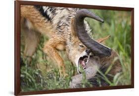 Blackbacked Jackal Feeding in Kgalagadi Transfrontier Park-null-Framed Photographic Print