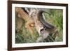 Blackbacked Jackal Feeding in Kgalagadi Transfrontier Park-null-Framed Photographic Print