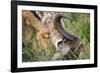 Blackbacked Jackal Feeding in Kgalagadi Transfrontier Park-null-Framed Photographic Print