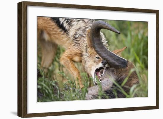 Blackbacked Jackal Feeding in Kgalagadi Transfrontier Park-null-Framed Photographic Print