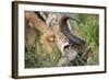 Blackbacked Jackal Feeding in Kgalagadi Transfrontier Park-null-Framed Photographic Print