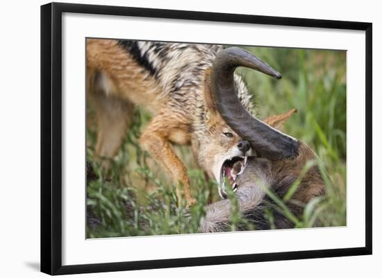 Blackbacked Jackal Feeding in Kgalagadi Transfrontier Park-null-Framed Photographic Print