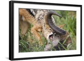 Blackbacked Jackal Feeding in Kgalagadi Transfrontier Park-null-Framed Photographic Print