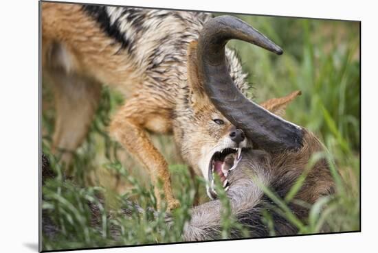 Blackbacked Jackal Feeding in Kgalagadi Transfrontier Park-null-Mounted Photographic Print