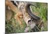 Blackbacked Jackal Feeding in Kgalagadi Transfrontier Park-null-Mounted Photographic Print