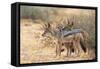 Blackbacked Jackals (Canis Mesomelas), Kgalagadi Transfrontier Park, South Africa, Africa-Ann and Steve Toon-Framed Stretched Canvas