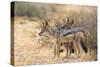 Blackbacked Jackals (Canis Mesomelas), Kgalagadi Transfrontier Park, South Africa, Africa-Ann and Steve Toon-Stretched Canvas