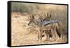 Blackbacked Jackals (Canis Mesomelas), Kgalagadi Transfrontier Park, South Africa, Africa-Ann and Steve Toon-Framed Stretched Canvas