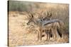 Blackbacked Jackals (Canis Mesomelas), Kgalagadi Transfrontier Park, South Africa, Africa-Ann and Steve Toon-Stretched Canvas