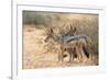 Blackbacked Jackals (Canis Mesomelas), Kgalagadi Transfrontier Park, South Africa, Africa-Ann and Steve Toon-Framed Photographic Print