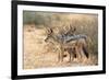 Blackbacked Jackals (Canis Mesomelas), Kgalagadi Transfrontier Park, South Africa, Africa-Ann and Steve Toon-Framed Photographic Print