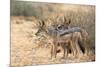 Blackbacked Jackals (Canis Mesomelas), Kgalagadi Transfrontier Park, South Africa, Africa-Ann and Steve Toon-Mounted Photographic Print