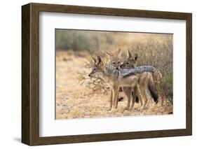 Blackbacked Jackals (Canis Mesomelas), Kgalagadi Transfrontier Park, South Africa, Africa-Ann and Steve Toon-Framed Photographic Print