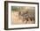 Blackbacked Jackals (Canis Mesomelas), Kgalagadi Transfrontier Park, South Africa, Africa-Ann and Steve Toon-Framed Photographic Print