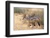 Blackbacked Jackals (Canis Mesomelas), Kgalagadi Transfrontier Park, South Africa, Africa-Ann and Steve Toon-Framed Photographic Print