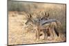 Blackbacked Jackals (Canis Mesomelas), Kgalagadi Transfrontier Park, South Africa, Africa-Ann and Steve Toon-Mounted Photographic Print