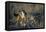 Blackbacked Jackals Eating Gazelle-Paul Souders-Framed Stretched Canvas