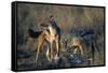 Blackbacked Jackals Eating Gazelle-Paul Souders-Framed Stretched Canvas