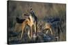 Blackbacked Jackals Eating Gazelle-Paul Souders-Stretched Canvas