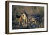 Blackbacked Jackals Eating Gazelle-Paul Souders-Framed Premium Photographic Print